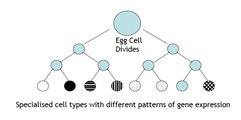 <ul><li><p>the selective expression of parts</p></li><li><p>of a full set of genes</p></li></ul><p></p><p>→ How do cells ‘know’ which genes to express?</p>