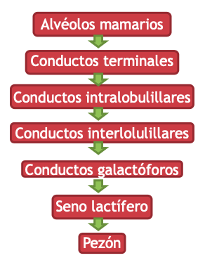 <p>Cuando está inactivo empieza desde los conductos terminales y cuando se activan, estos se convierten en alvéolos mamarios. </p>