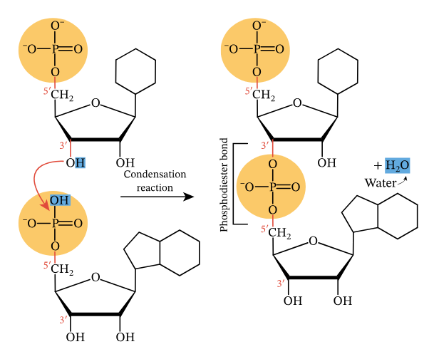 <p>A condensation reaction that forms a polymer of RNA from RNA nucleotides occurs when the phosphate group on the 5' carbon of one nucleotide reacts with the hydroxyl group on the 3' carbon of another nucleotide, forming a phosphodiester bond and releasing a water molecule</p>