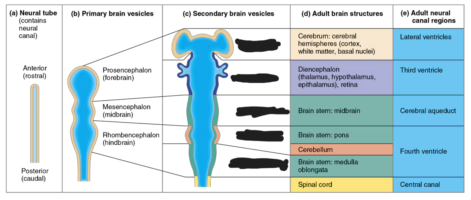 <p>midbrain secondary brain vesicles</p>