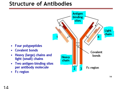 <ul><li><p>Four polypeptides</p></li><li><p>Covalent Bonds</p></li><li><p>Heavy ( large) chains and light ( small) chains</p></li><li><p>Two antigen-bind sites per antibody molecules</p></li><li><p>FC region</p></li></ul><p></p>