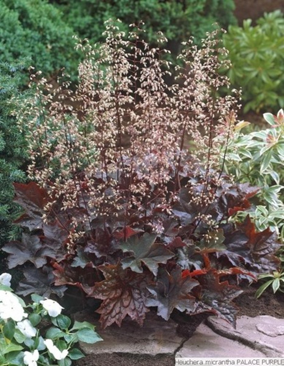 <p>special notes: reliable evergreen</p><p>basal mound of foliage; pubescent stems</p><p>leaves: purple on underside; lobed (rounded or pointed); teeth around margin;</p><p>blooms: white; raceme</p>