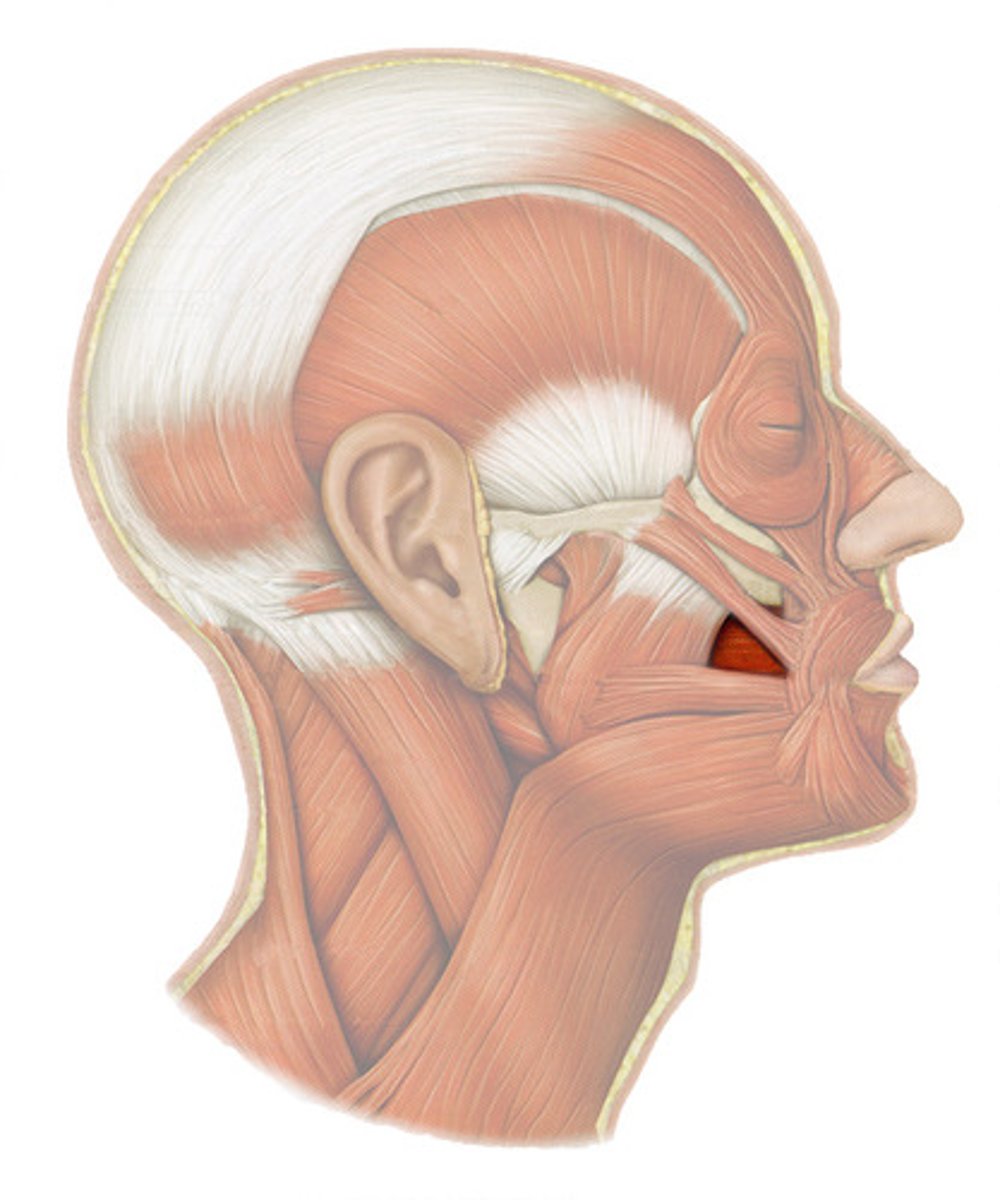 <p>compresses cheek (whistle, blow, drink through straw, chew)</p>