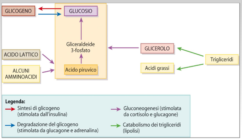 glicogenosintesi