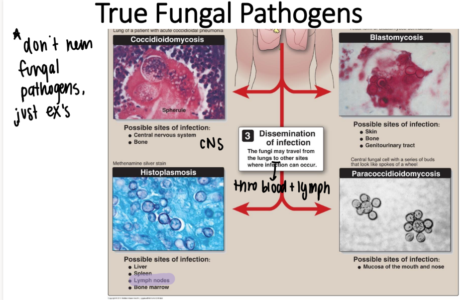 <p>how do true fungal pathogens cause lung infections? </p>