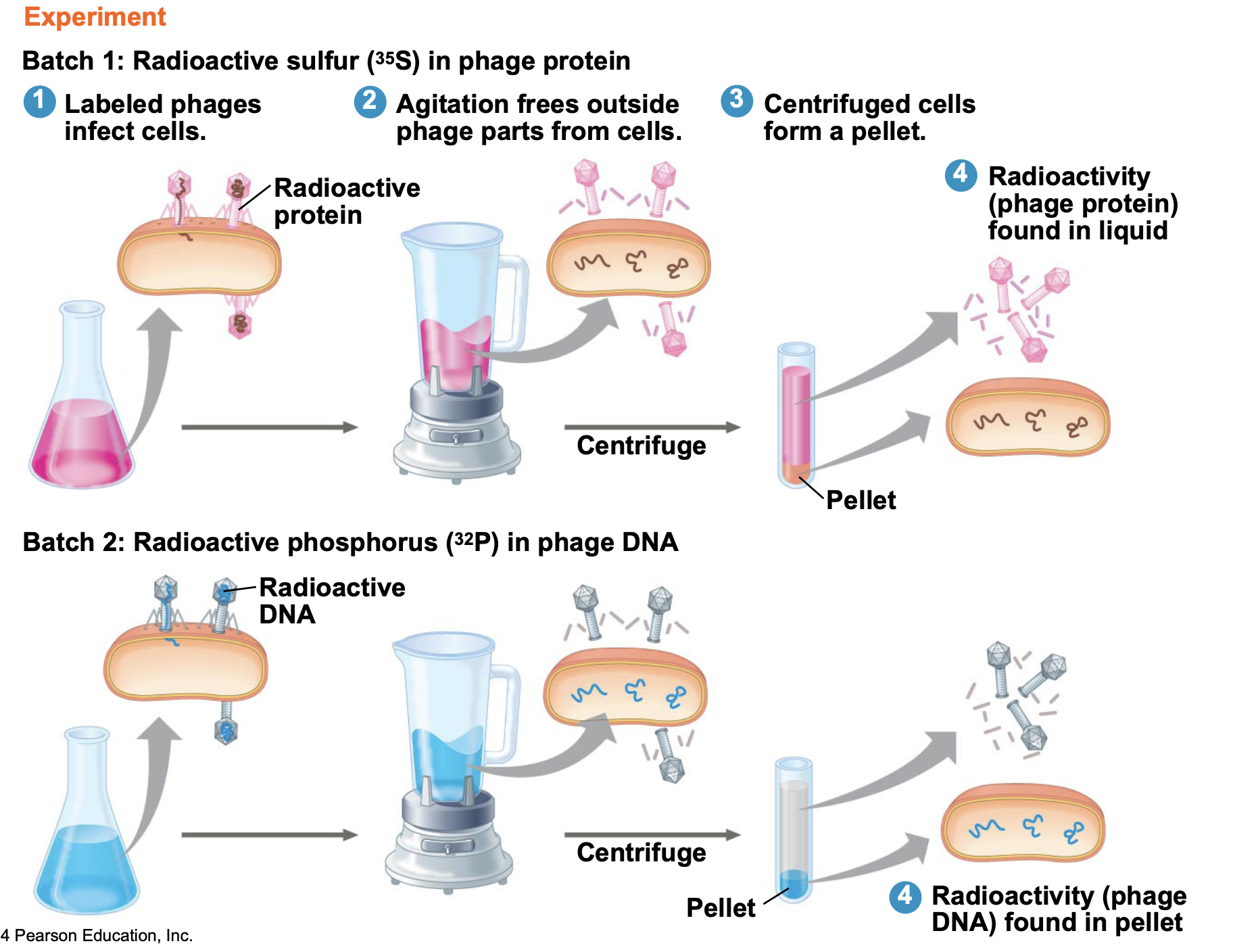 <p>The Hershey-Chase Experiment was a pivotal study that used radioactive labeling to demonstrate that DNA, not protein, is the genetic material in viruses, specifically showing that phages inject their DNA into bacterial cells during infection. (They used bacteriophages) </p>