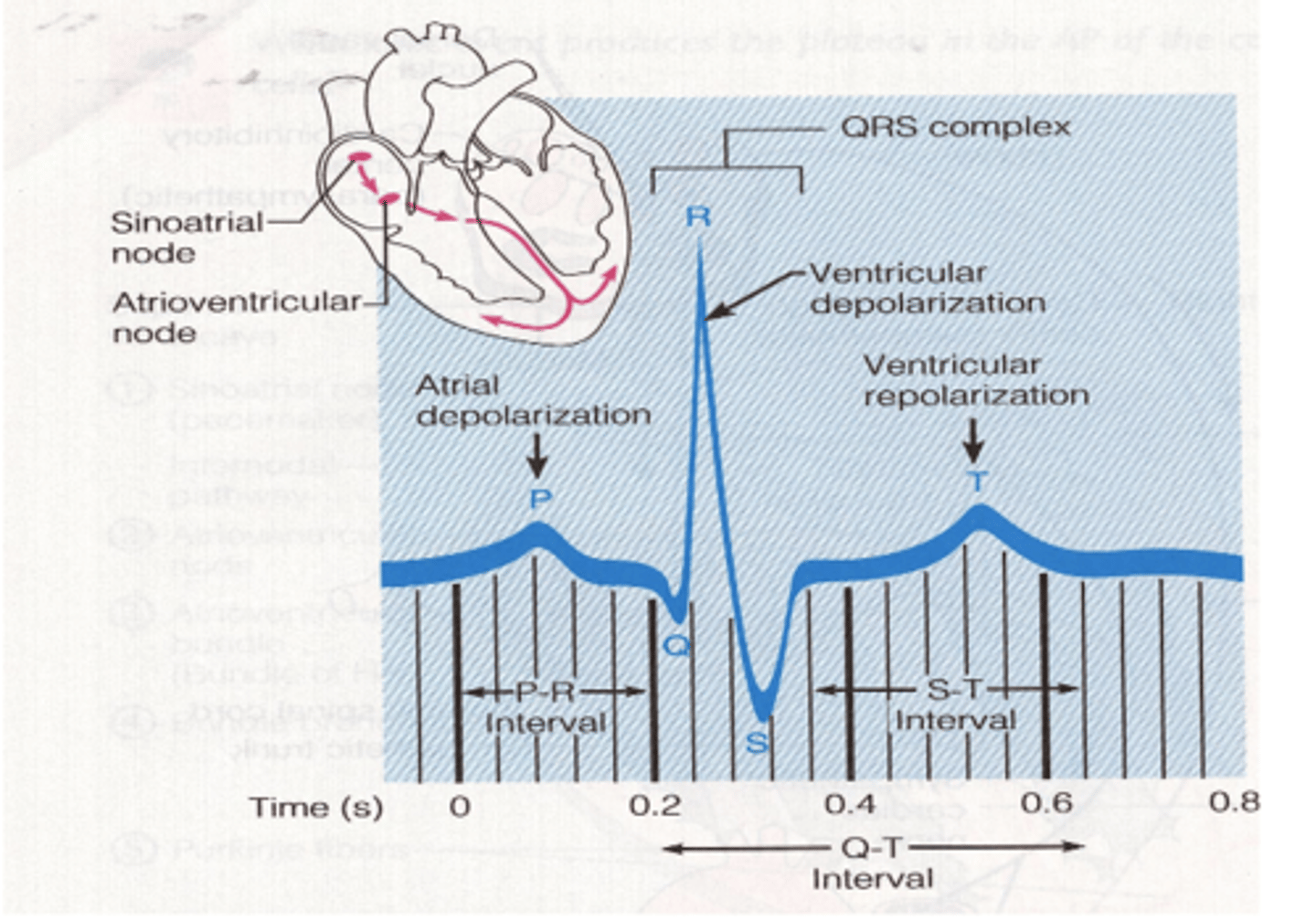 <p>What does the P wave represent in a ECG (EKG)? </p>