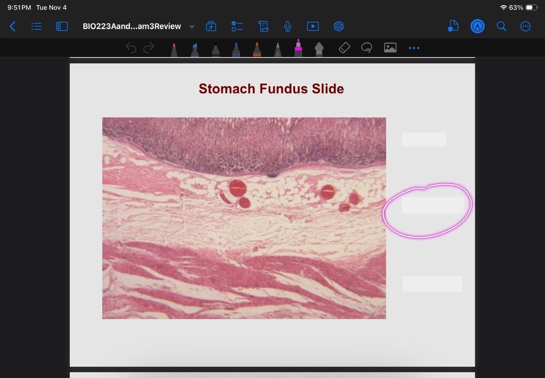 <p>What is this layer?</p>