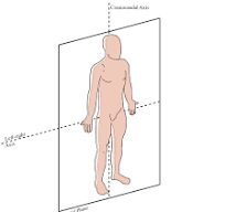<p>Define Frontal plane</p>