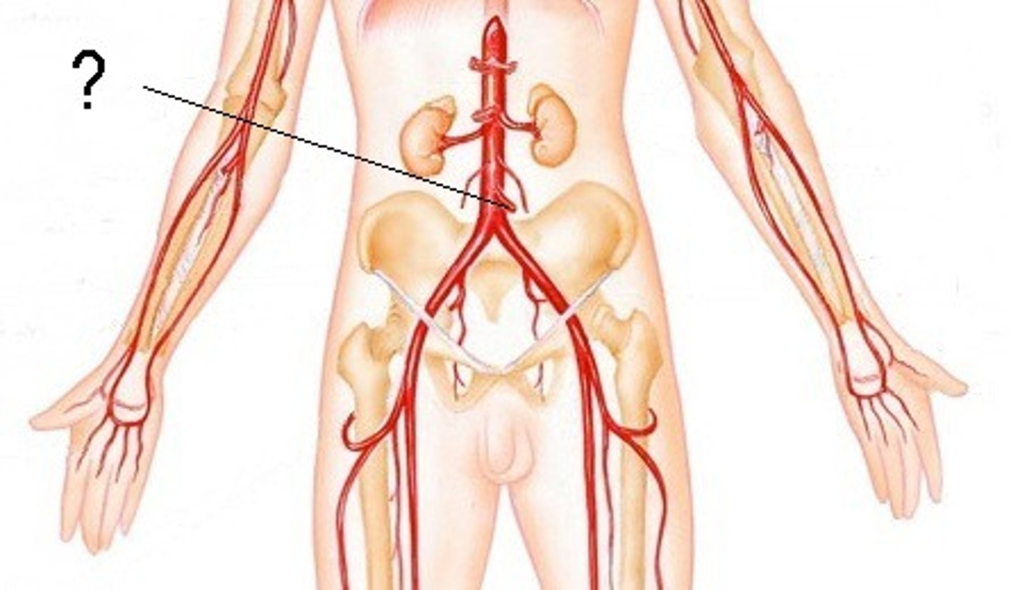 <p>Supplies arterial blood to the large intestine.</p>
