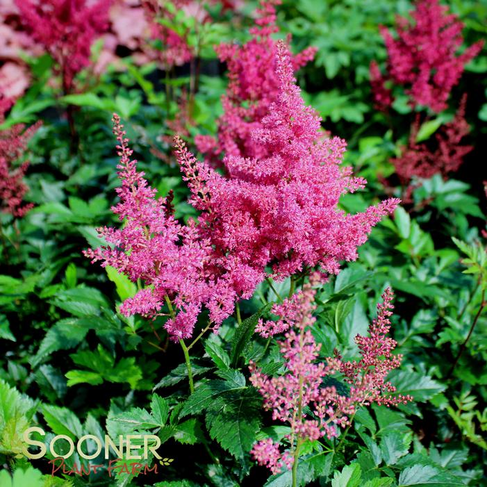 <p>What is this plant?</p>