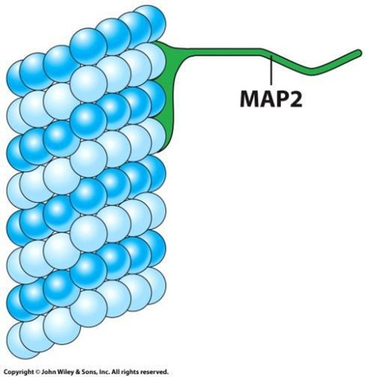 <p>Proteins stabilizing and connecting microtubules.</p>