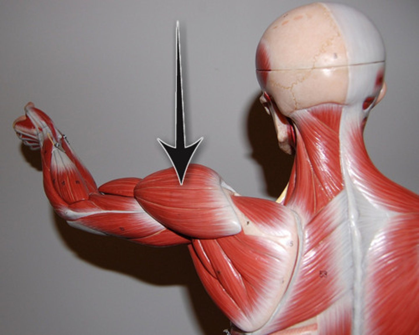 <p>shoulder muscle</p>