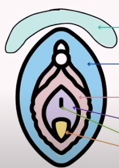 <p>The anatomy of the Vulva</p>