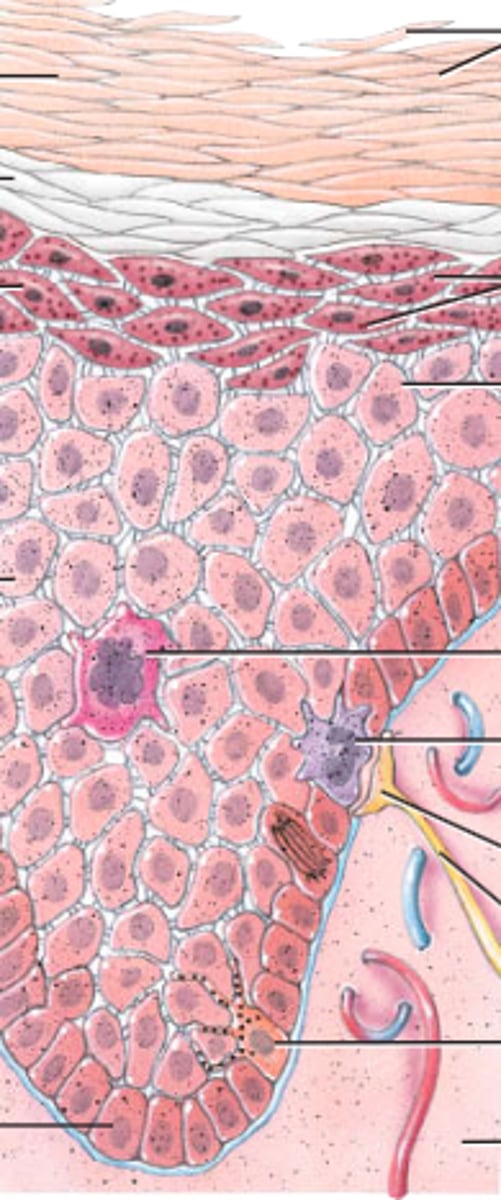 <p>bottom left arrow</p>