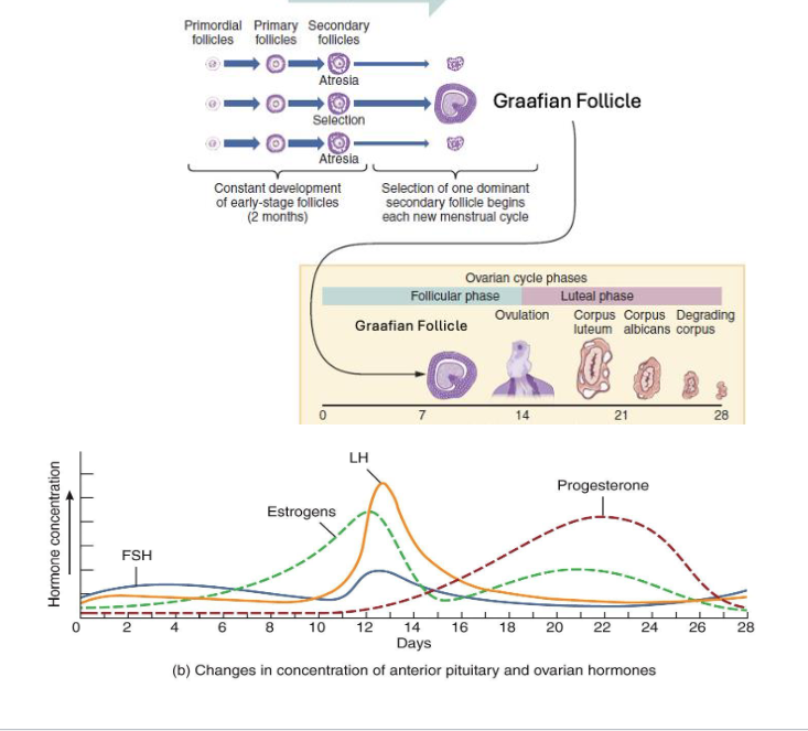 <p><span style="color: rgb(0, 0, 0);"><span>• Three Phases:</span></span><span style="color: rgb(0, 0, 0);"><br>   </span><span style="color: rgb(0, 0, 0);"><span>• Follicular: ~ day 1-13</span></span><span style="color: rgb(0, 0, 0);"><br>   </span><span style="color: rgb(0, 0, 0);"><span>• Ovulation: ~ day 14</span></span><span style="color: rgb(0, 0, 0);"><br>   </span><span style="color: rgb(0, 0, 0);"><span>• Luteal: ~ day 15-28</span></span><span style="color: rgb(0, 0, 0);"><br></span><span style="color: rgb(0, 0, 0);"><span>• ~28 days (but variable; luteal phase ~14 days is consistent)</span></span></p>