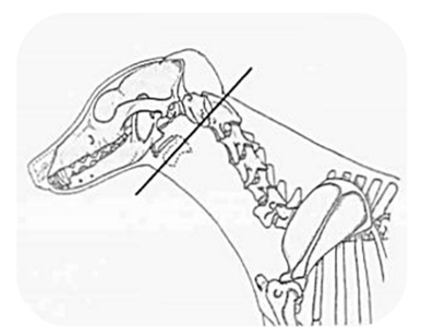 <p>cervical portion of the esophagus position</p>