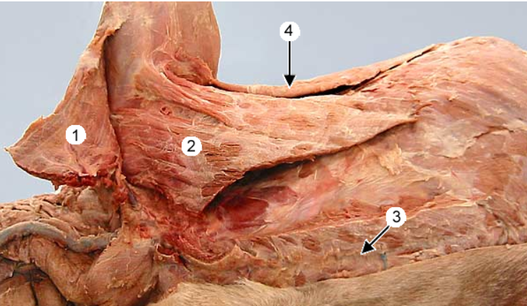 <p>Adduct the forelimb</p>