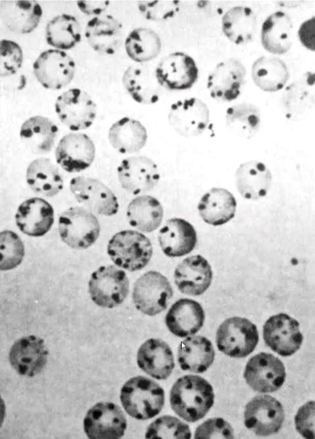 <p>what’s being demonstrated?</p>