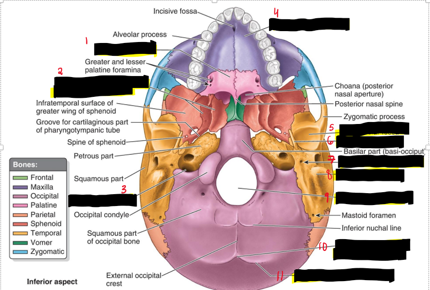 <p>Name the structures.</p>