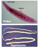 <p>lophototrochozoa, marine, flatworms, flukes, tapeworms, gas exhange and waste through diffusion across body surface , acoelomates, cephalization, gastrovascular cavity, no respiratory or circulatory systems, </p>