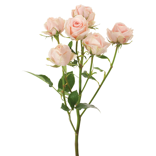 <p>What is the scientific name for this plant?</p>
