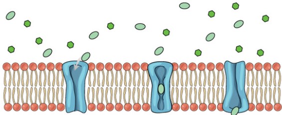 <p>Los iones y otras partículas que no pueden difundirse entre los fosfolípidos pueden entrar o salir de las células si hay canales para ellos a través de la membrana plasmática. Estos canales son oricios con un diámetro muy estrecho cuyas paredes están formadas por proteínas.</p>