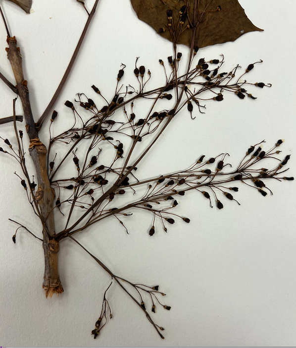 <p>Oleaceae</p><p><em>Fraxinus</em></p>