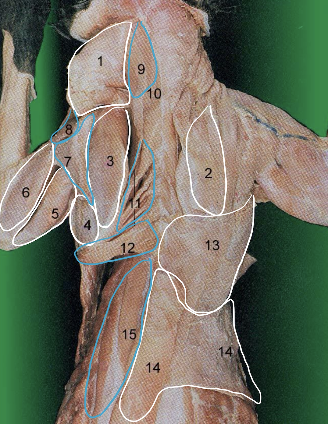 <p>11</p>
