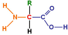 <p>Label the orange, green, and blue parts of this diagram</p>