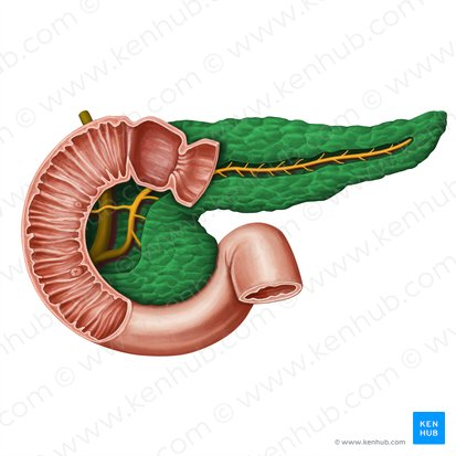 <p>A gland located behind the stomach that produces digestive enzymes and hormones like insulin and glucagon.</p>