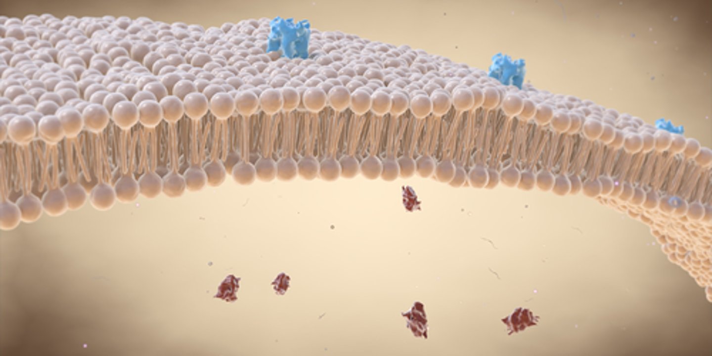 <p>controls what goes in/out of the cell</p>