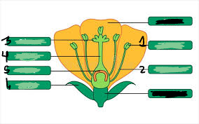 <p>6</p>