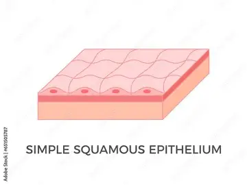 <p>where is simple squamous epithelium found?</p>