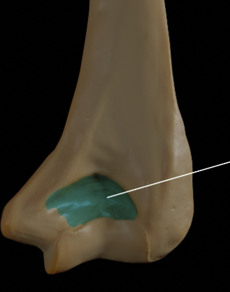 <p>A shallow depression found in a bone serving as a socket, attachment place, or a space for another structure such as a gland or muscle</p>