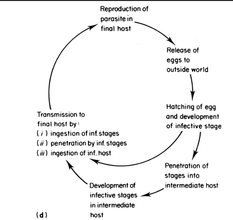 <p>the parasite is exposed to the external world as a free living organism between hosts</p>