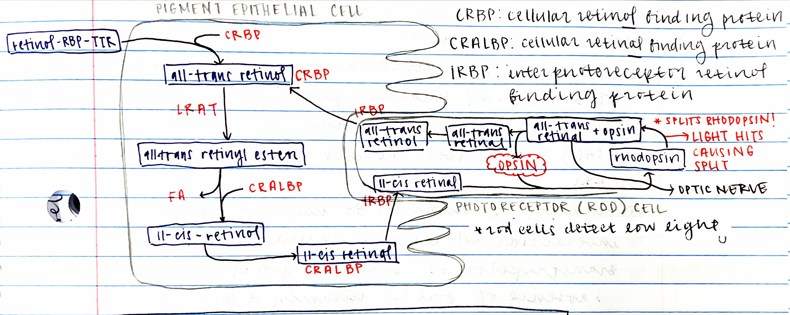 \*cones - bright light; rods - low light

* retinol-RBP-TTR from blood attached to CRBP in pigment epithelial cell to create all-trans retinol 
* all-trans retinol → all-trans retinyl by LRAT 
* all-trans retinyl ester → 11-cis-retinol by CRALBP and release of FA
  * CRALBP: cellular retinal–binding protein
* 11-cis-retinol converts to 11-cis-retinal 
* 11-cis-retinal enters rod cell with IRBP
  * IRBP: interphotoreceptor retinol binding protein
* 11-cis-retinal binds to opsin to create rhodopsin
* light hits the rod cell cause cleavage/split of rhodopsin → all-trans retinol + opsin
* trans retinol - opsin → all-trans retinal → all-trans retinol
* all-trans retinol reenters pigment epithelial cells with IRBP - cycle restarts