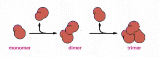 <p>helical polymer stabilized by multiple contacts between adjacent subunits. Two actin molecules bind relatively weakly to each other, but adding a third to form a trimer makes the entire group more stable. Further monomer addition can take place onto this trimer, which acts as a nucleus for polymerization. For tubulin, nucleus is larger and has a more complicated structure (same principle).</p><p>This process is relatively slow, explains lag phase during polymerization</p>