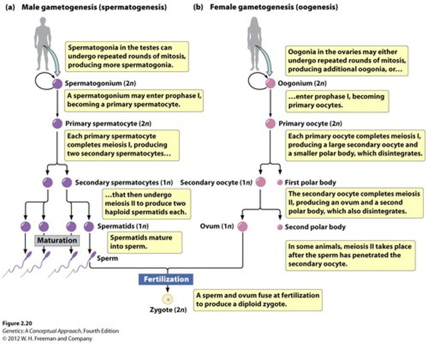 <p>The process that generates gametes (egg and sperm) through meiosis.</p>