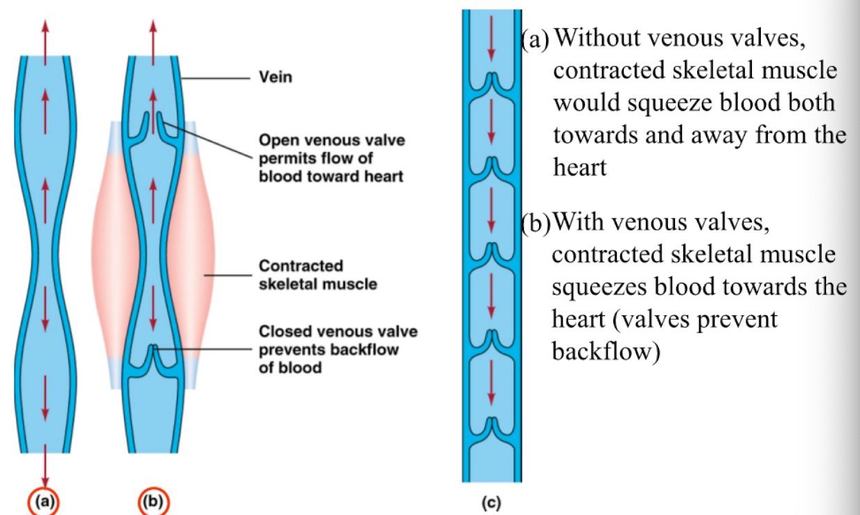 <p>located within the lumen of large veins and prevent the back flow of venous blood</p><p>a. without venous valves, contracted skeletal muscle would squeeze blood both towards and away from the heart</p><p>b, with venous valves, contracted skeletal muscle squeezes blood towards the heart (valves prevent back flow)</p>