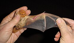 <p>wing membrane <span>that assists an animal in obtaining </span>lift<span> when </span>gliding<span> or </span>flying<span>.</span></p>