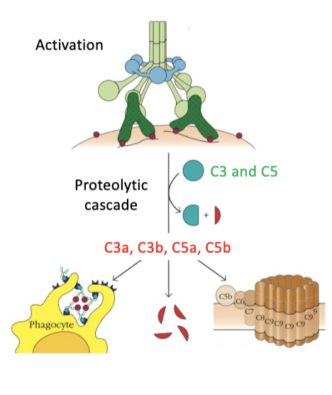<p><strong>soluble mediators - introduction of the complement system</strong></p><ul><li><p>activation by _____</p><ul><li><p>by 3 different initiators that bind to pathogens:</p><ul><li><p>classical pathway, lectin pathway, and alternative pathway</p></li></ul></li></ul></li><li><p>_____</p><ul><li><p>a cascade of proteolysis follows, generating the central proteins of the complement cascade, the C3 and C5 convertases</p></li></ul></li><li><p>three outcomes</p><ul><li><p>opsonization</p></li><li><p>inflammation</p></li><li><p>cell lysis by the membrane attack complex (MAC)</p></li></ul></li></ul><p></p>