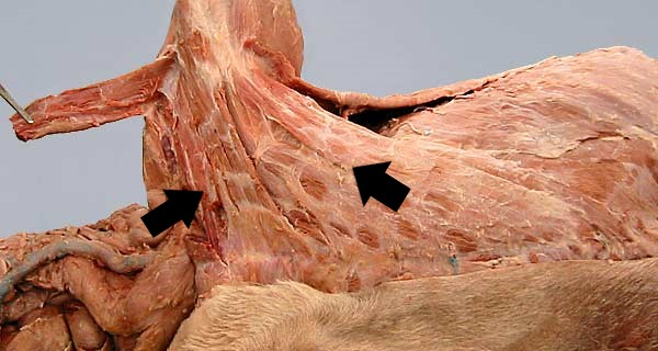 <p>What is the extrinsic muscle labeled with the right arrow in the diagram?</p>