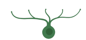 <p>multipolar, bipolar, unipolar? </p>