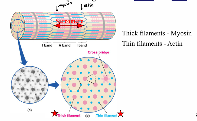 <ul><li><p>rod-like contractile elements made up of sarcomeres</p></li><li><p>give skeletal and cardiac muscle striated appearance </p></li><li><p>made up of thick (myosin) and thin (actin) filaments </p><ul><li><p>filaments <strong>never </strong>contract, they slide/overlap </p></li></ul></li></ul><p></p><ul><li><p>sarcomere- smallest unit of a muscle cell</p></li></ul><p></p>