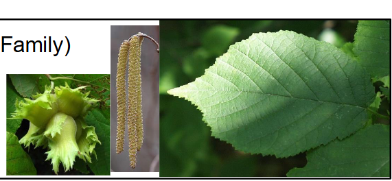 <p>Betulaceae</p><p>Corylus americana</p>