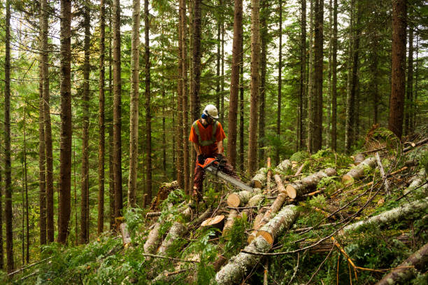 <p>Cut down the thick forest</p>