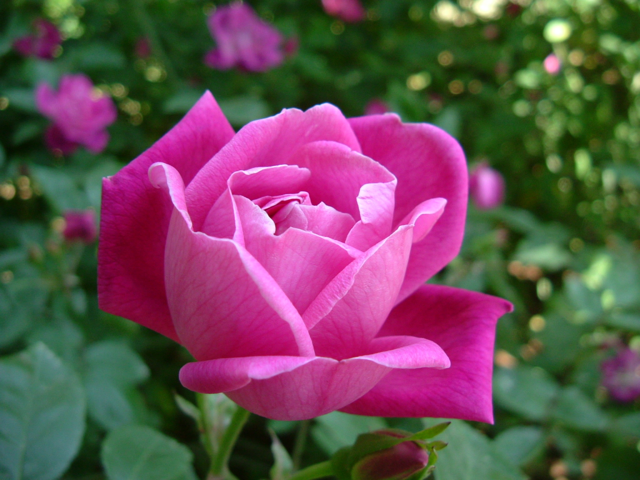 <p>eudicot; Rosaceae; Chinese rose; </p>