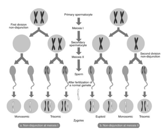 <ul><li><p><strong>Monosomy</strong> refers to lack of one chromosome of the normal complement.</p></li><li><p><strong>Trisomy</strong> refers to the presence of three copies, instead of the normal two, of a particular chromosome.</p></li></ul>