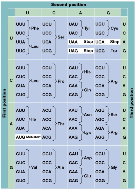 <p>UAA, UAG, UGA</p>